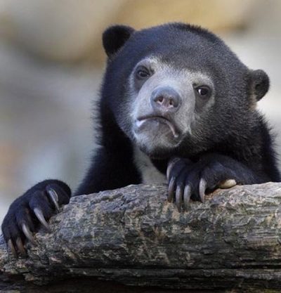 Confession Bear