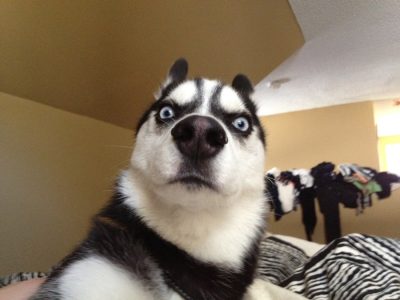 Entsetzter Hund Meme
