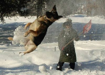 Hund im Schnee Meme