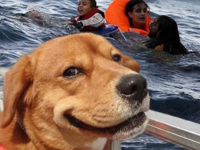 Hund auf Seenotrettung