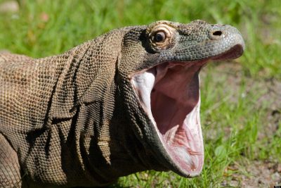 Komodo Dragon Meme