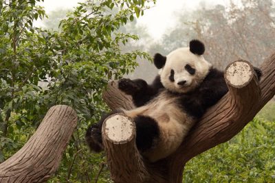 Panda Meme