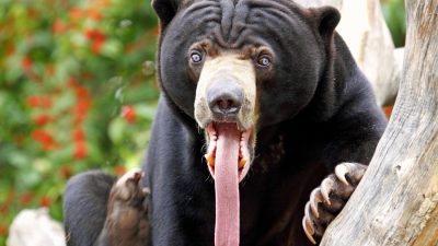 Schwarzbär Meme