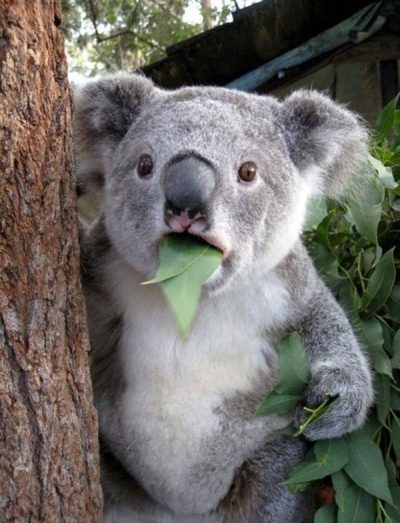 Surprised Koala