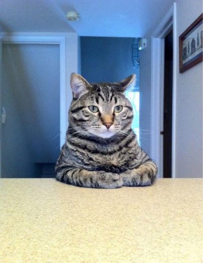 Take a seat Cat