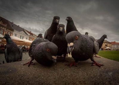 Wrong Neighborhood Meme