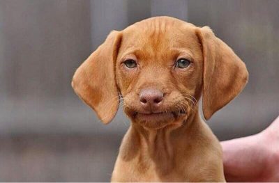 Unamused Puppy