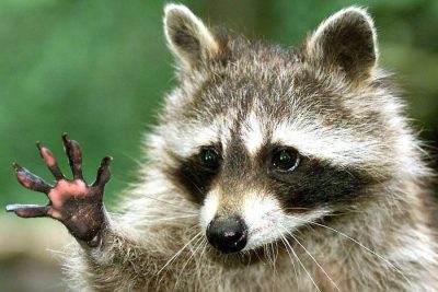 Waschbär Meme