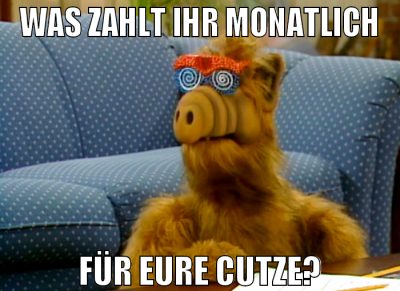Was zahlt ihr monatlich für eure cutze?