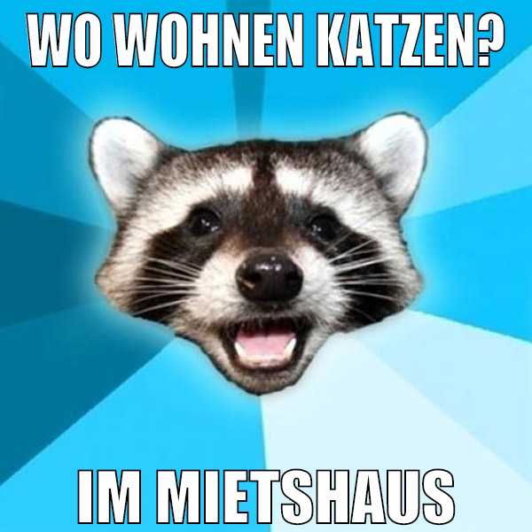 Wo wohnen Katzen? Im Mietshaus