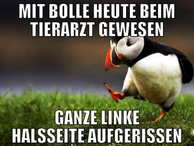 mit bolle heute beim tierarzt gewesen ganze linke