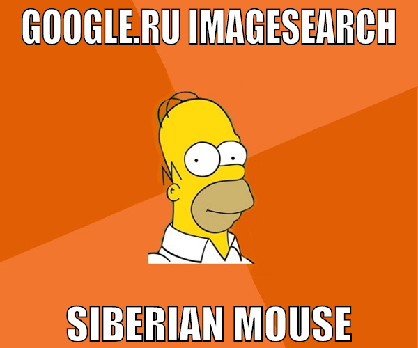 Google.ru imagesearch siberian mouse