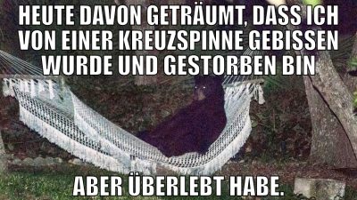 Heute davon geträumt, dass ich von einer kreuzspin