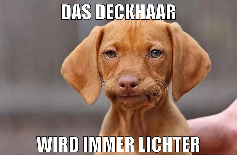 Das deckhaar wird immer lichter