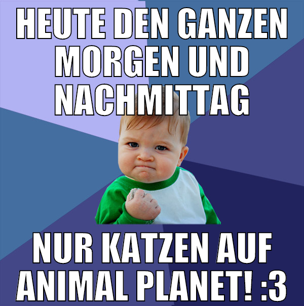 heute den ganzen morgen und nachmittag nur katzen