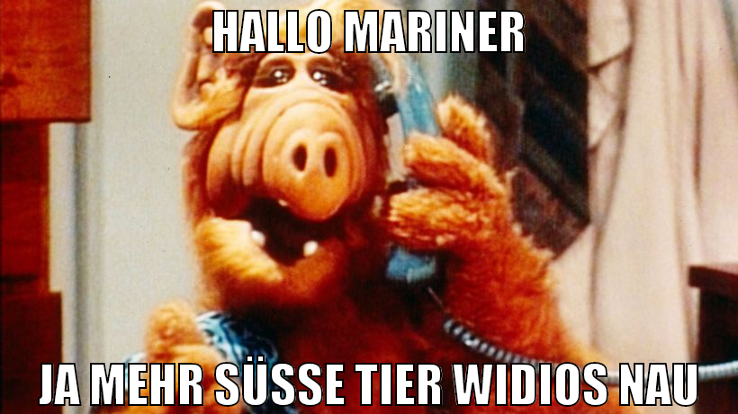 hallo mariner ja mehr süße tier widios nau