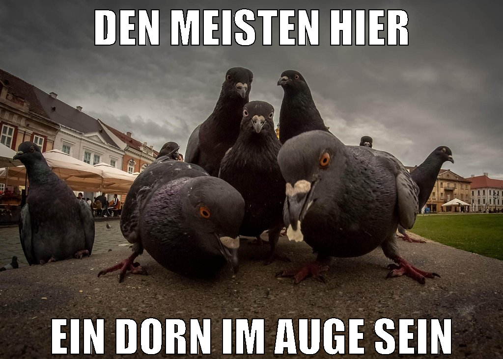 den meisten hier ein dorn im auge sein