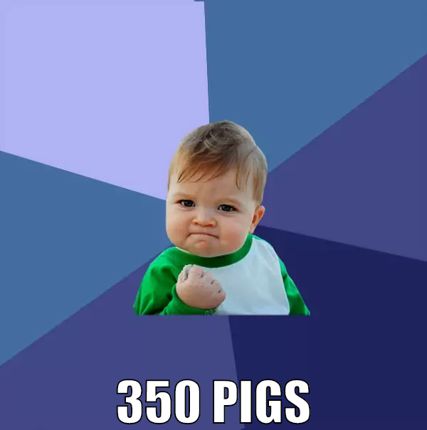 350 pigs