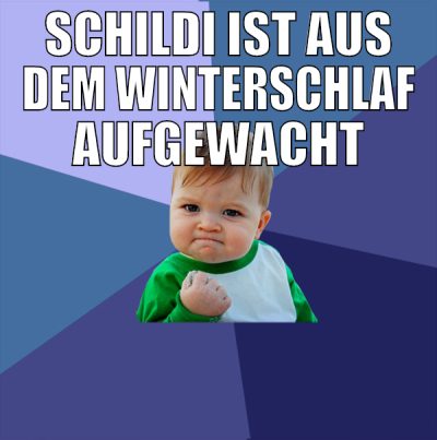 schildi ist aus dem winterschlaf aufgewacht