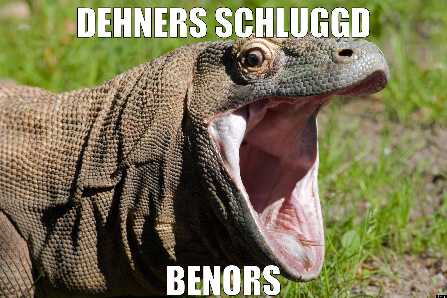 dehners schluggd benors
