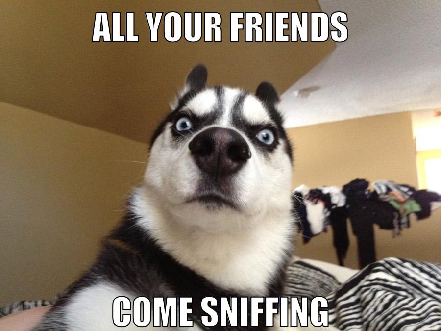 all your friends come sniffing