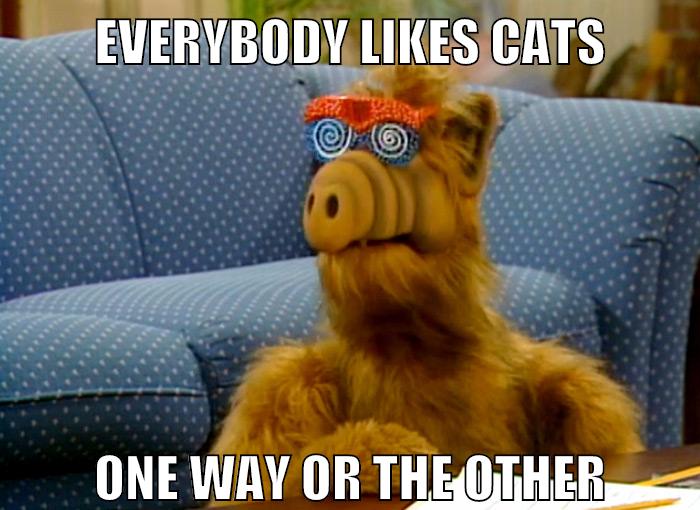 like cats