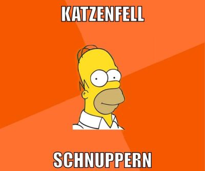 katzenfell schnuppern