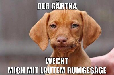 der gärtna weckt mich mit lautem rumgesäge