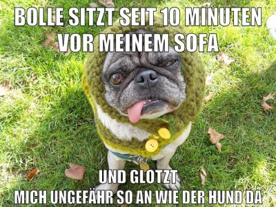 bolle sitzt seit 10 minuten vor meinem sofa und glotzt mich ungefähr so an wie der hund da