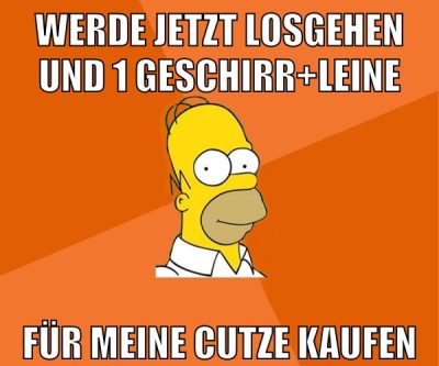 werde jetzt losgehen und 1 geschirr+leine für meine cutze kaufen