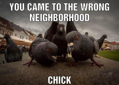 you came to the wrong neighborhood chick