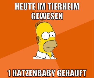 heute im tierheim gewesen 1 katzenbaby gekauft