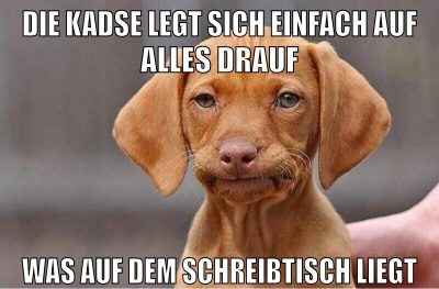 die kadse legt sich einfach auf alles drauf was auf dem schreibtisch liegt