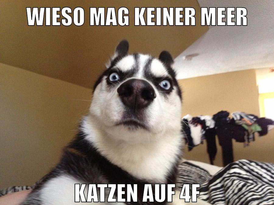 wieso mag keiner meer katzen auf 4f
