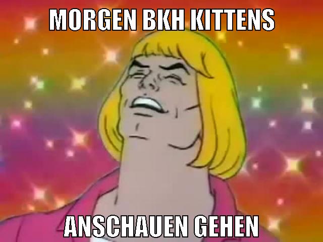 morgen BKH kittens anschauen gehen