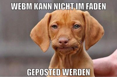 webm kann nicht im faden geposted werden