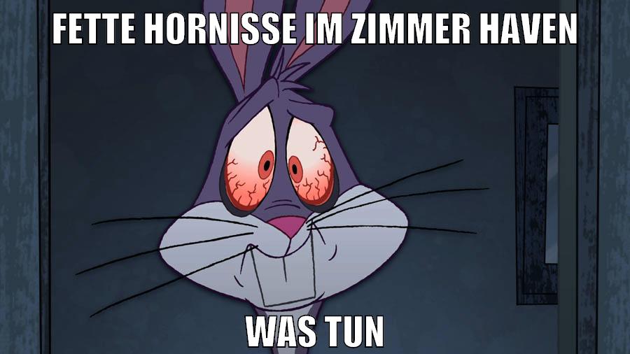 fette hornisse im zimmer haven was tun