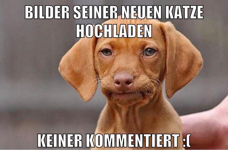 bilder seiner neuen katze hochladen keiner kommentiert :(